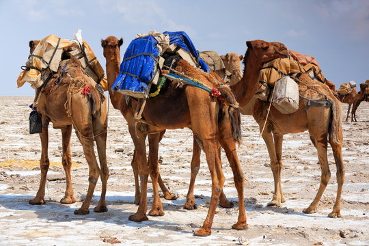 Dromedary camels loaded with amole-salt slabs. Danakil-Ethiopia. 0363