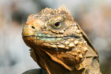 Iguana on the reef