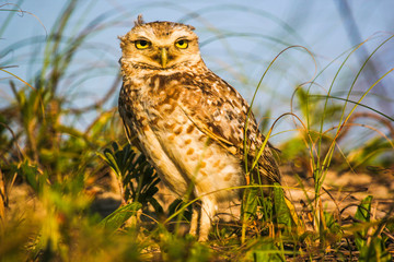 Owl guarding his home