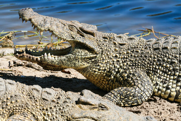 Toothy jaws of alligator