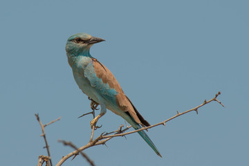 European Roller