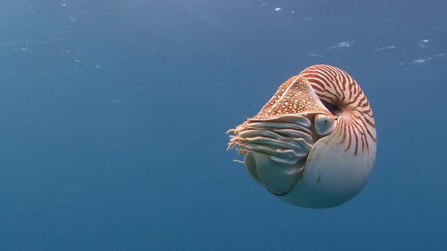 Дайвинг на рифах архипелага Палау. Увлекательный дайвинг с удивительными моллюсками Наутилусами.