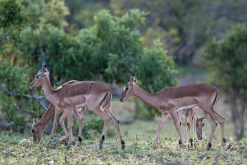 Impala