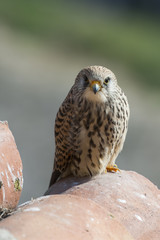 A female lesser kestrel on a roof. Extremadura (Spain).