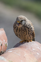 A female lesser kestrel on a roof. Extremadura (Spain).