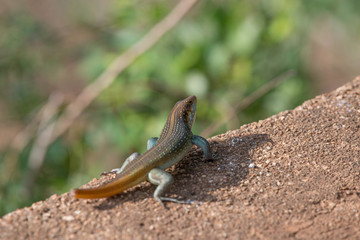 Lizard