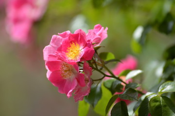 Obraz premium Heckenrose