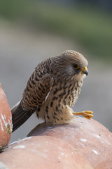 A female lesser kestrel on a roof. Extremadura (Spain).