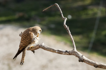 A female lesser kestrel on a branch. Extremadura (Spain).