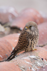 A female lesser kestrel on a roof. Extremadura (Spain).