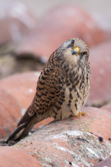 A female lesser kestrel on a roof. Extremadura (Spain).