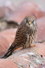 A female lesser kestrel on a roof. Extremadura (Spain).