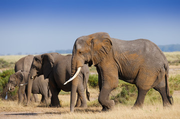 Naklejka na ściany i meble Family elephants on african savannah in misty dusty lights