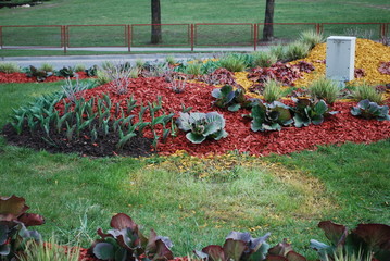 Tulips,Bergenia cordifolia Purpurea on the flowerbed, sprinkler with red dyed mulch. Ornamental...