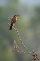 White Fronted Bee Eater