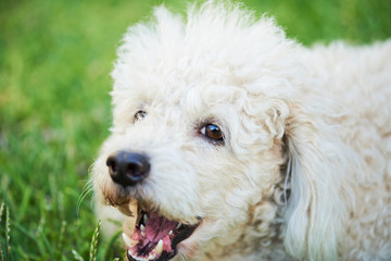 barking poodle on grass