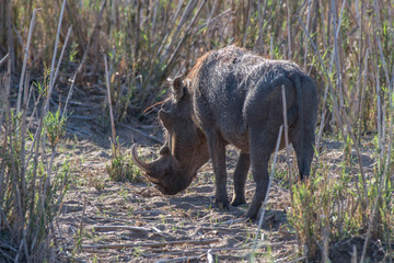 Grazing Warthog