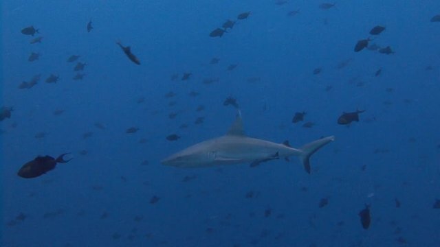 Дайвинг на рифах архипелага Палау. Увлекательные погружения с рифовыми акулами у рифа Голубой Угол.