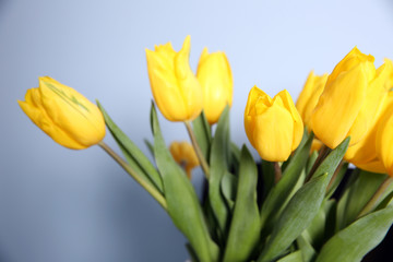Beautiful yellow tulips against blue wall background