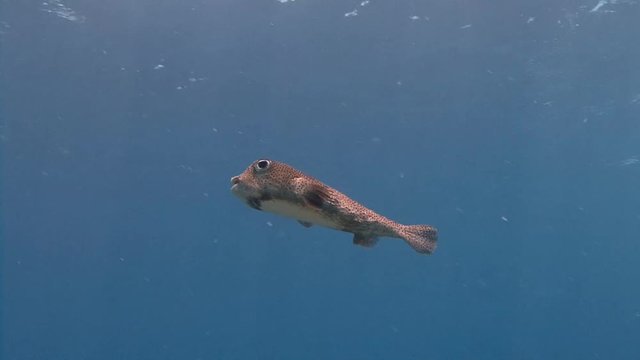 Дайвинг на рифах архипелага Палау. Вальяжно парящая в толще воды рыба Фугу.