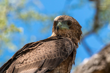 Juvenile Bataleur Eagle