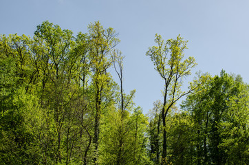 Spring trees