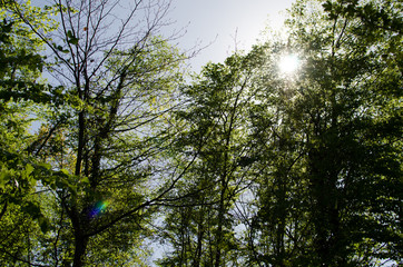 Spring trees