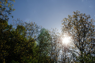 Trees and sun peaking