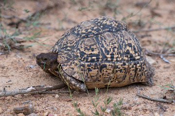 Leopard Tortoise