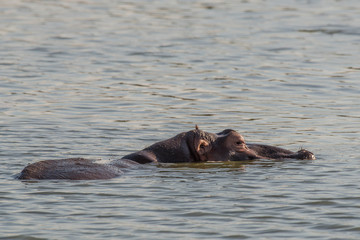 Fototapeta na wymiar Swimming Hippo