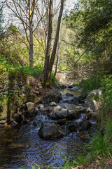 Naklejka na ściany i meble Scenic Water Stream in Tris Elies, Troodos mountains forest