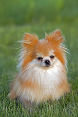 Cute Pomeranian in grass, watching