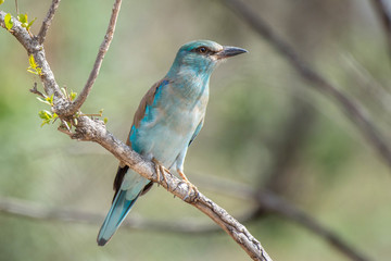 European Roller