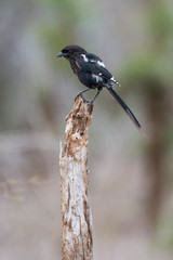 Magpie Shrike
