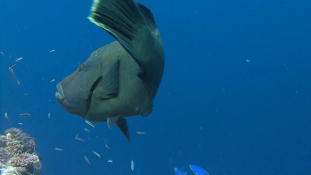 Дайвинг на рифах архипелага Палау. Увлекательные погружения с крупными рыбами Наполеонами.