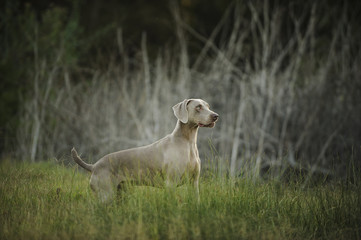 Fototapeta premium Weimaraner standing in grass field with dry bushes in the background