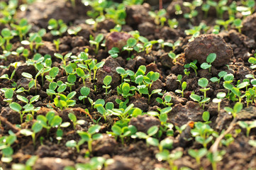 green radish plants in growth at garden