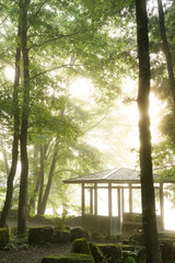 Fototapeta premium 朝霧の公園