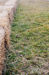 Row of small straw bales on grass.