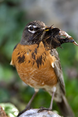 American Robin (Turdus migratorius)