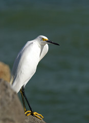 Snowy Egret (Egretta thula)