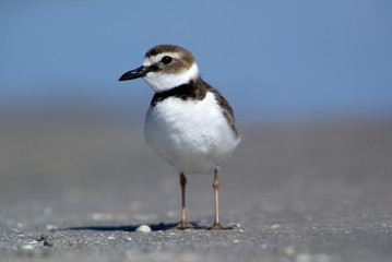 Wilson's Plover (Charadrius wilsonia) standing on a sunny beach.