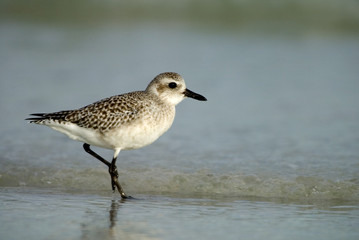 Semipalmated Sandpiper (Calidris pusilla) standing in surf.