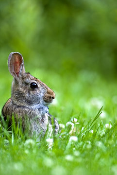 Eastern Cottontail (Sylvilavgus floridanus) sitting in a grassy meadow