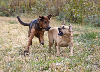 Mixed breed Boxer Shepherd and Puggle dogs playing