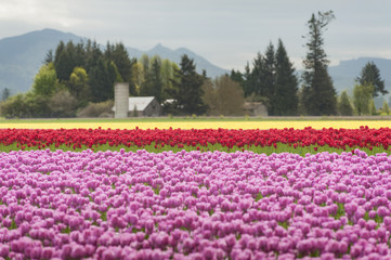 Colorful Tulip Fields. A sure sign of spring is the emergence of the tulip flowers in the Skagit Valley of western Washington state. 