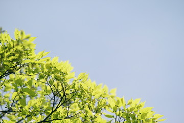 Obraz premium 晴れた日の新緑