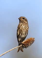 Pine Siskin (Carduelis pinus) perched on a flower stem.