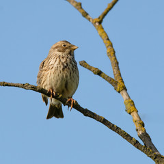 Grauammer (Emberiza calandra) im Baum sitzend