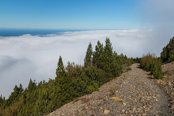 pine tree forest with cloud inversion